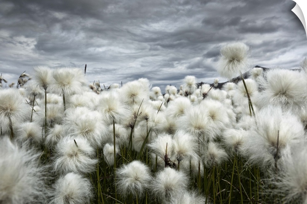 Iceland , Landmannlaugar, Flowering of cottongrass and the Iceland sky, leaden and exciting.