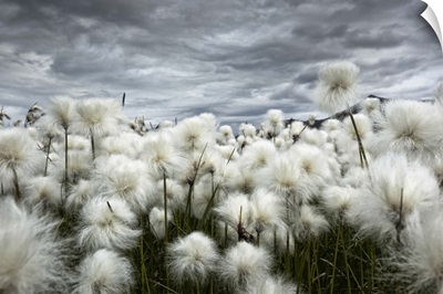 Iceland, Landmannlaugar, Flowering of cottongrass and the Iceland sky