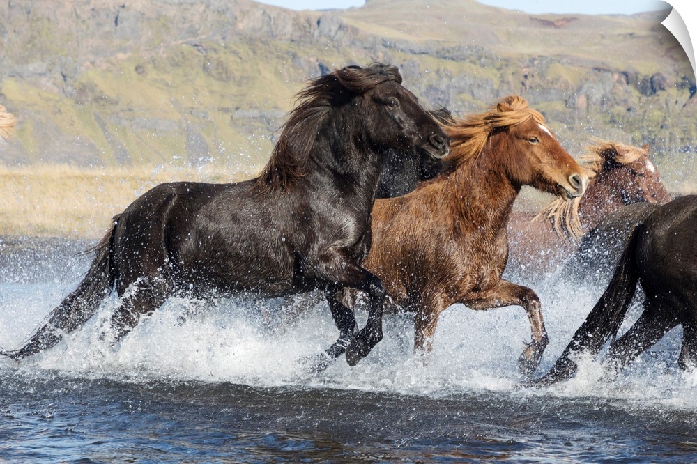 Icelandic Horses Running Across A Glacial River, South Iceland.