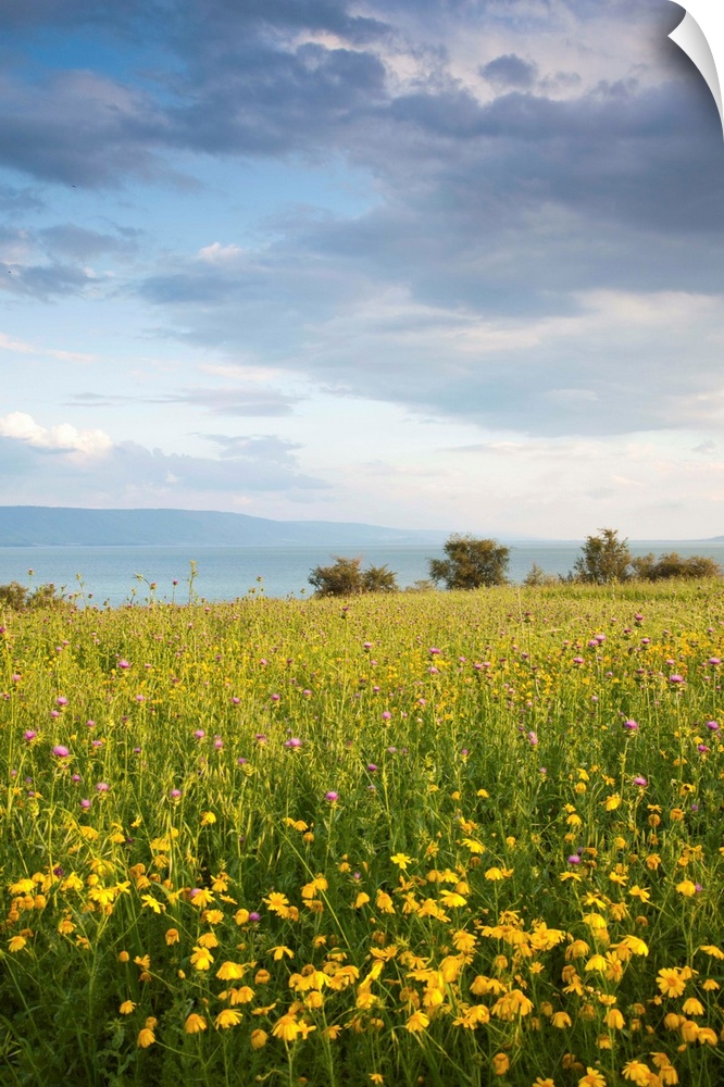 Israel, The Galilee, Tiberias, Sea of Galilee-Lake Tiberias, late afternoon