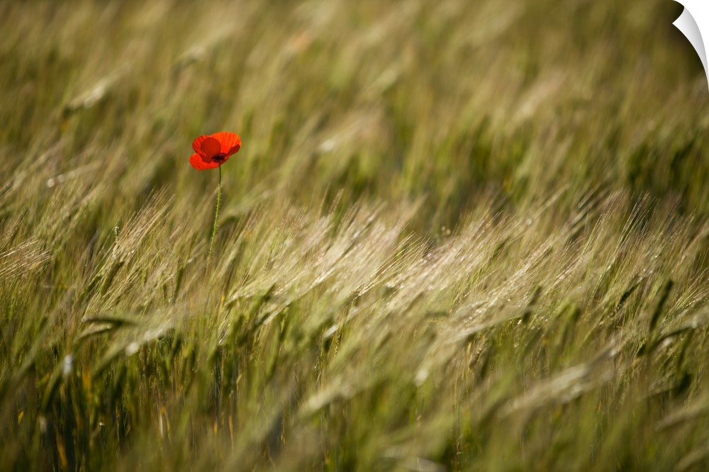 Italy, Umbria, Norcia. A single poppy in a field of barley near Norcia.