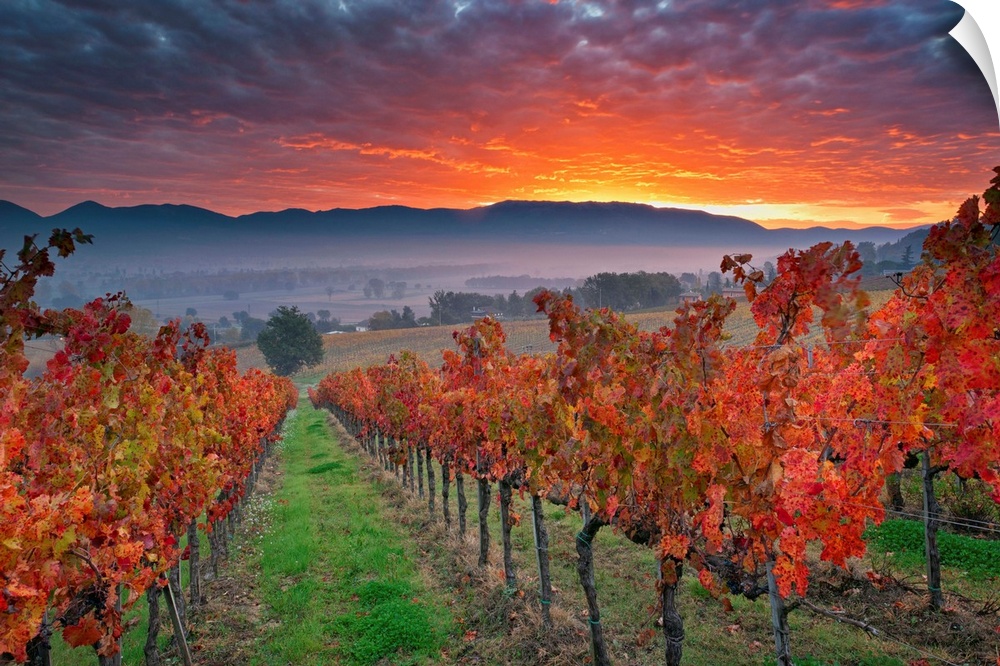 Italy, Umbria, Perugia district. Autumnal Vineyards near Montefalco.