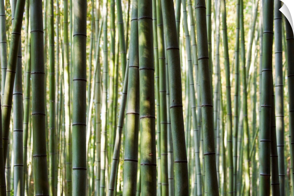 Japan, Chubu Region, Kyoto, Arashiyama. Close up of a bamboo forest.