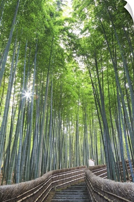Japan, Kyoto, Arashiyama, Adashino Nembutsu-ji Temple, Bamboo Forest