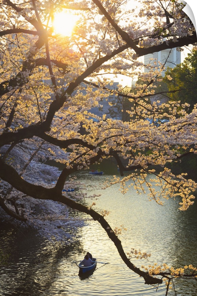 Japan, Tokyo, Chidorigafuchi Park, Cherry Trees in full bloom near the Imperial Palace moat