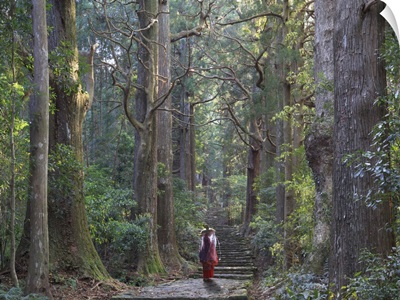 Japan, Wakayama Prefecture, Kumano Kodo Pilgrimage Trail, Japanese Cedars Forest