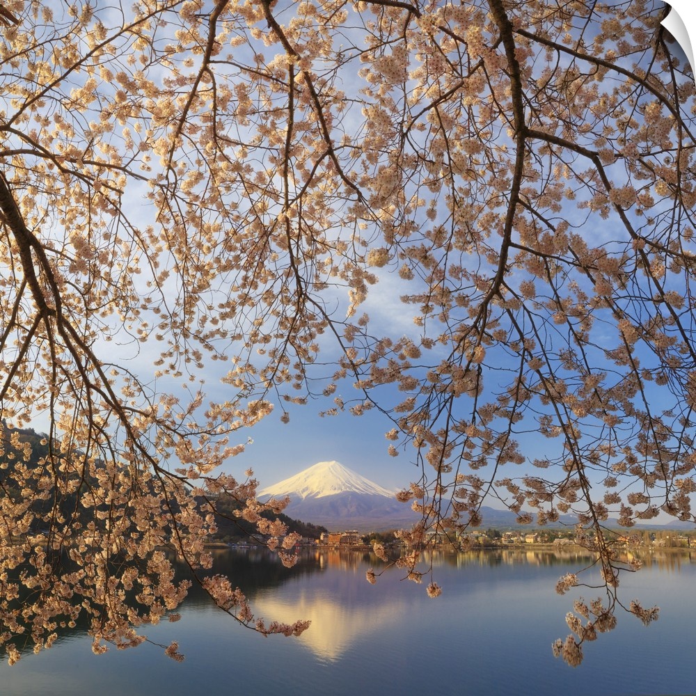 Japan, Yamanashi Prefecture, Kawaguchi-ko Lake, Mt Fuji and Cherry Blossoms.