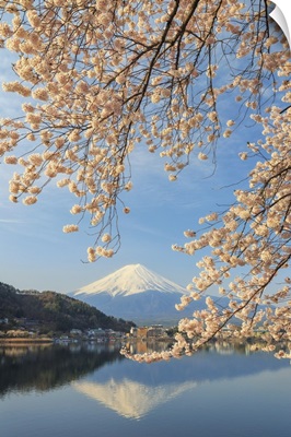 Japan, Yamanashi Prefecture, Kawaguchi-ko Lake, Mt Fuji and Cherry Blossoms