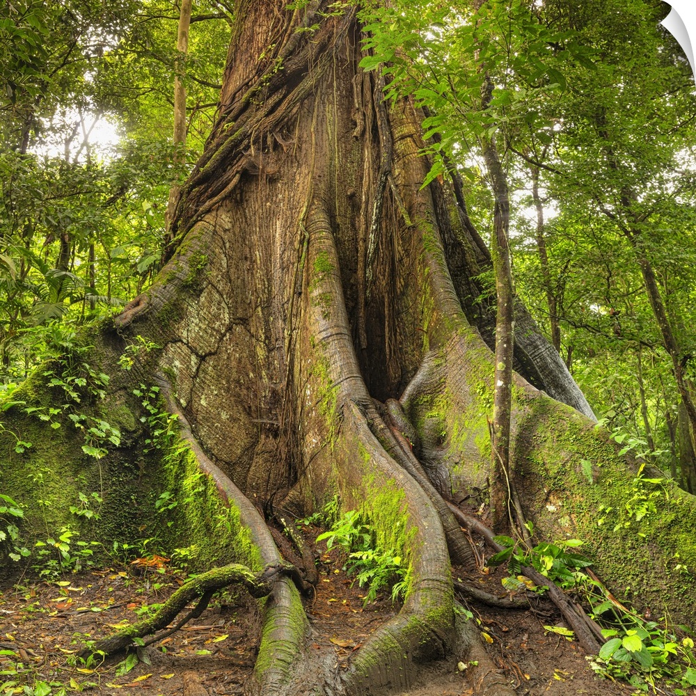 30 meters high Kapok tree (Ceiba pentandra), Central Highlands, Arenal National Park,  La Fortuna, Costa Rica, Latin America.
