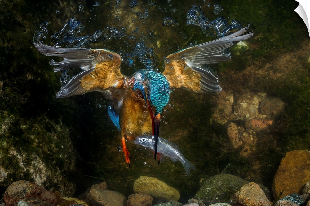 kingfisher hunting a fish underwater.