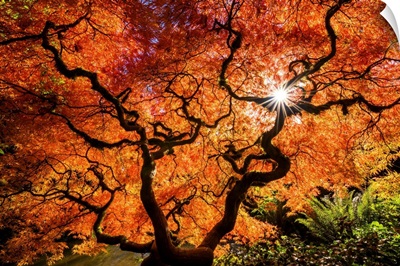 Kubota Japanese Garden In Autumn, Seattle, Washington, USA