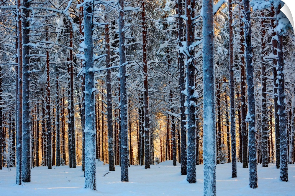 Lapland Woods In Winter At Sunset, Kuusamo, Finland