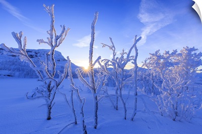 Last sun on frost plants. Riskgransen, Norbottens Ian, Lapland, Sweden, Europe