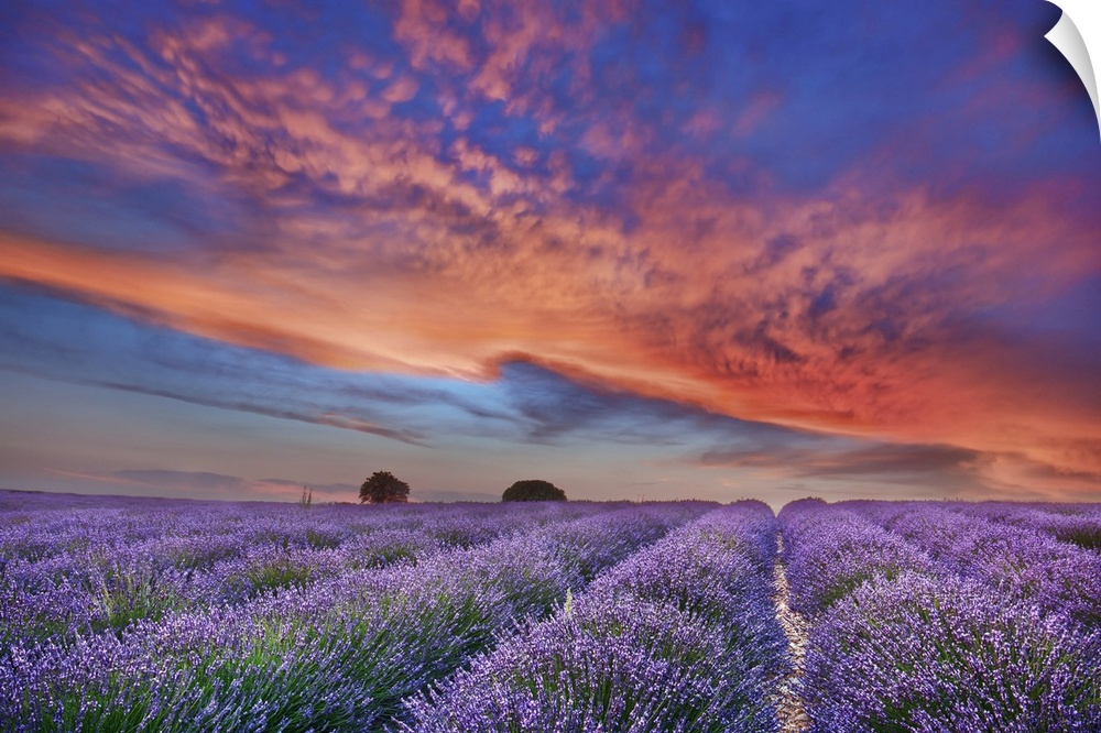 Lavender field and burning clouds. France, Provence-Alpes-Cote d'Azur, Alpes de Haute Provence, Forcalquier, Valensole, Va...