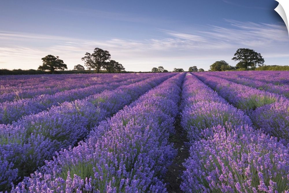 Lavender field at dawn, Somerset, England. Summer (July)