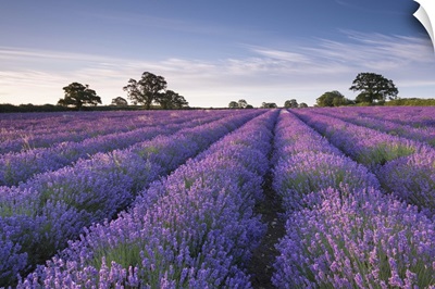 Lavender field at dawn, Somerset, England