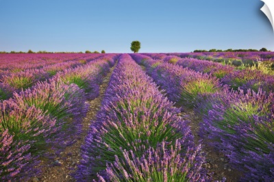 Lavender Field, France, Alpes De Haute Provence, Forcalquier, Valensole, Saint Jurs
