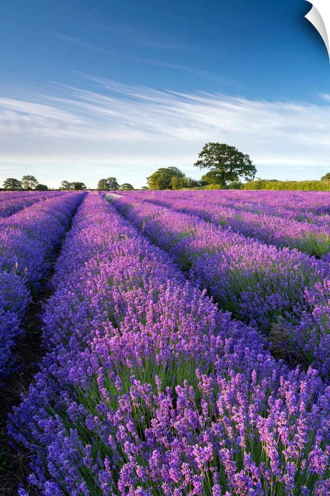 Lavender field in flower, Faulkland, Somerset, England. Summer (July) 2014.