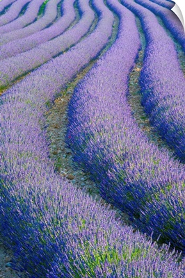 Lavender Field near Valensole, Provence-Alpes-Cote d'Azur, France