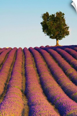 Lavender Field, Provence-Alpes-Cote d'Azur, France