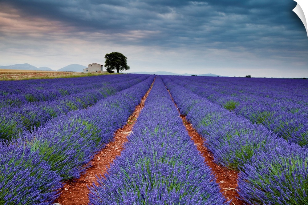 Lavender Field, Valensole Plain, Alpes-De-Haute-Provence, France