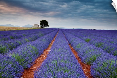 Lavender Field, Valensole Plain, Alpes-De-Haute-Provence, France