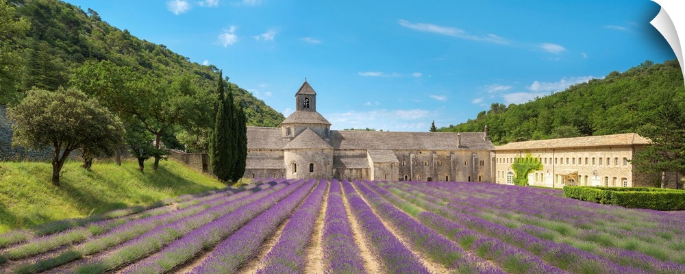 Lavender fields in full bloom in early July in front of Abbaye de Senanque Abbey, Vaucluse, Provence-Alpes-Cote d'Azur, Fr...
