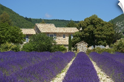 Lavender near Banon, Provence, Provence-Alpes-Cote d'Azur, France