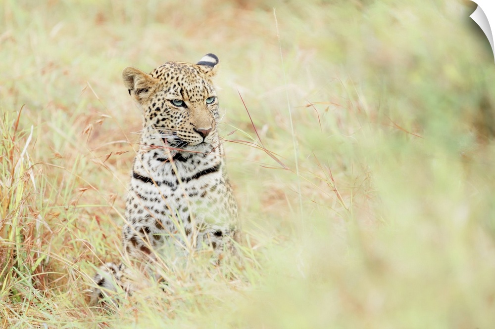Leopard cub in the Masaimara, Kenya