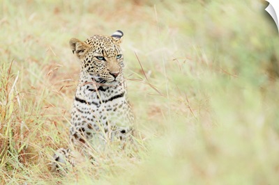 Leopard Cub In The Masaimara, Kenya