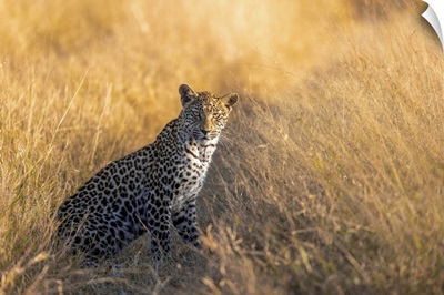 Leopard Cub, Okavango Delta, Botswana