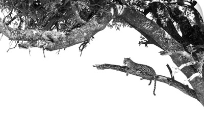 Leopard In Tree, Okavango Delta, Botswana