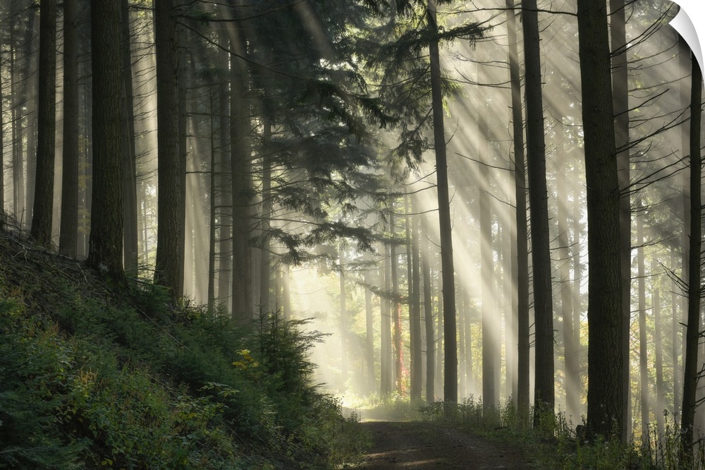 Light flooded spruce forest, Black Forest National Park, Black Forest, Baden-Wuerttemberg, Germany, Europe.