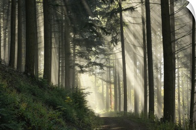 Light Flooded Spruce Forest, Black Forest National Park, Baden-Wuerttemberg, Germany