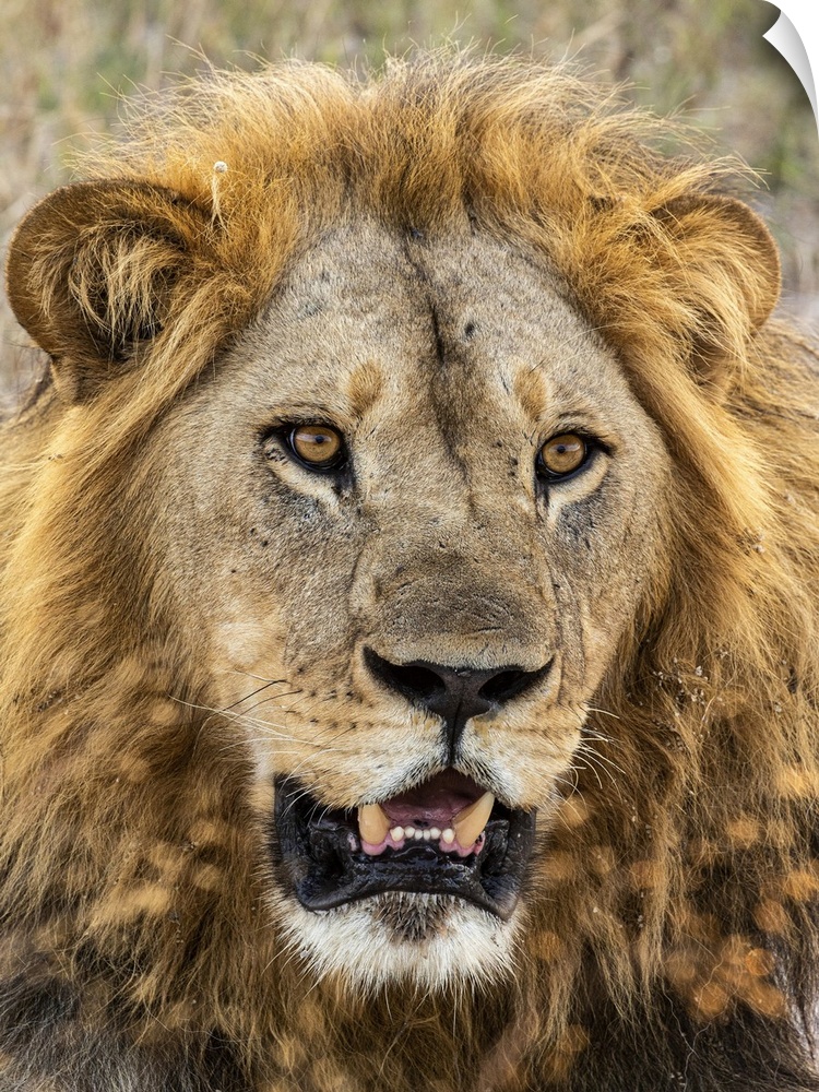 Lion (Panthera leo), Male, Savuti, Chobe National Park, Botswana, Africa. Chobe National Park, Africa, Botswana.