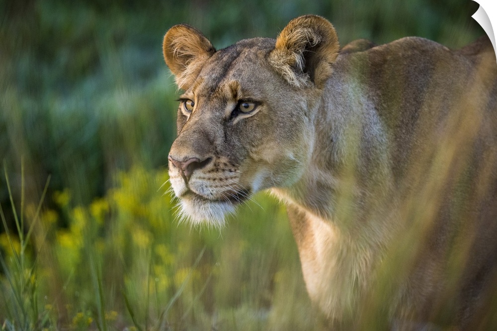 Lioness in grassland, Liuwa Plain National Park, Zambia.