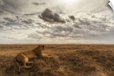 Lioness Resting In The Serengeti Plains, Tanzania