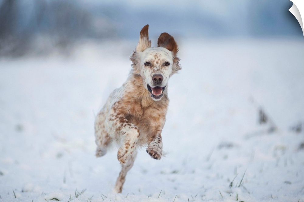 Lombardy, Italy, Europe. An english setter dog is running on a snow covered field.