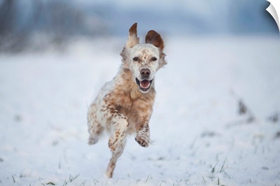 Lombardy, Italy, Europe, An English Setter Dog Is Running On A Snow Covered Field