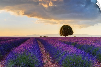 Lone Tree In Lavender Field, Provence-Alpes-Cote d'Azur,  France