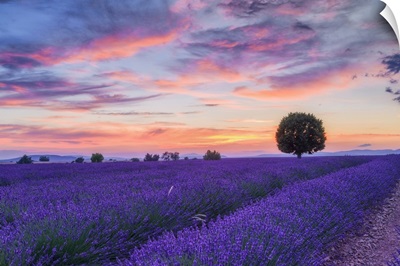 Lone Tree In Lavender Field, Provence-Alpes-Cote d'Azur, France