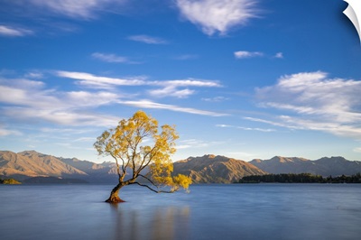 Lone Tree In Roys Bay On Wanaka Lake Against Sky During Sunrise, Wanaka, New Zealand