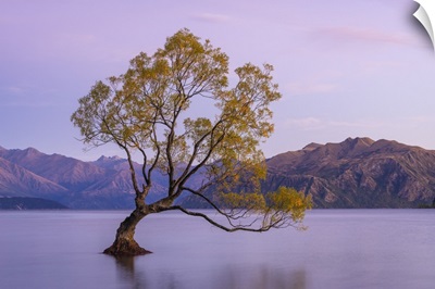 Lone Tree In Roys Bay On Wanaka Lake Before Sunrise, Wanaka, New Zealand