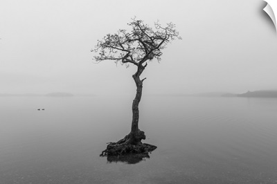 Lone Tree On Loch Lomond, Milarrochy Bay, Stirlingshire, Scotland