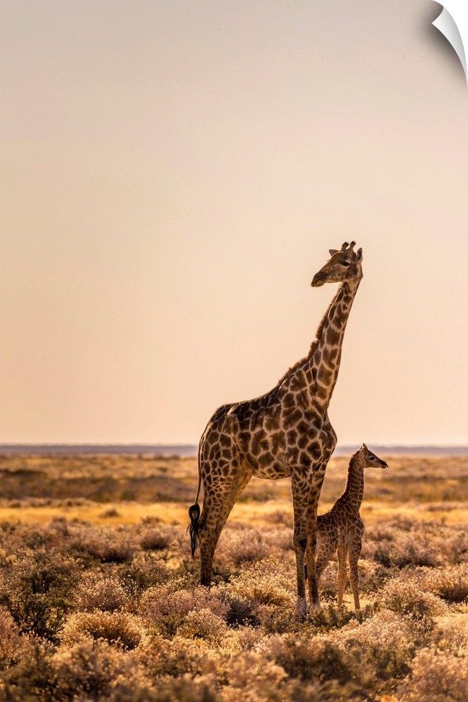 Lonely Giraffe with baby in Etosha, Namibia, Africa