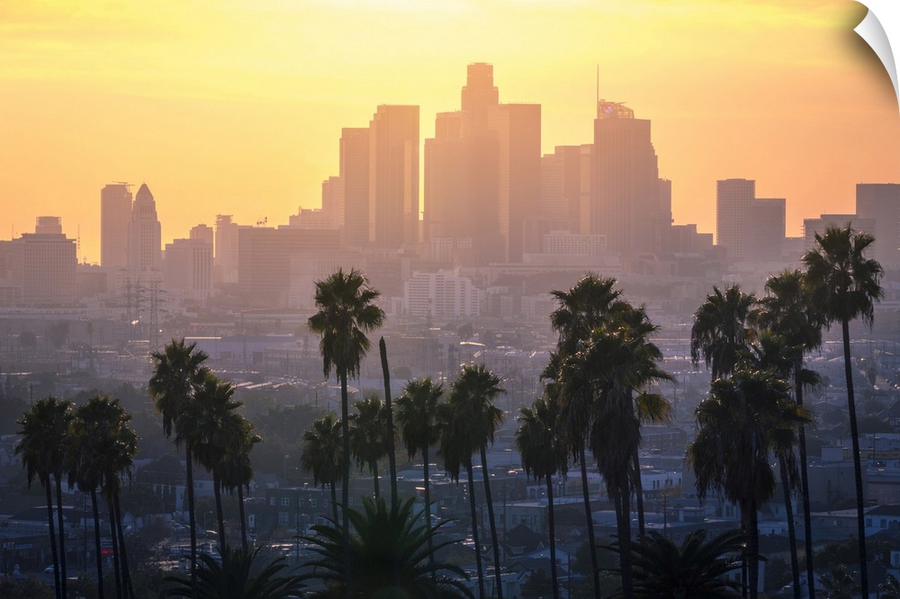 Los Angeles Downtown and palm trees at sunset. This is a classic view of the city of angels, with palm trees surrounding h...