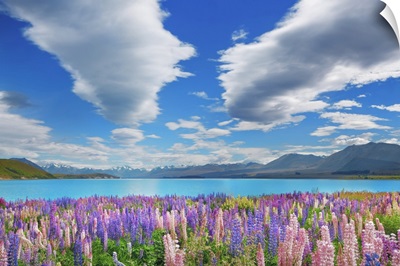 Lupine Meadow At Lake Tekapo, New Zealand, South Island, Canterbury, Mackenzie