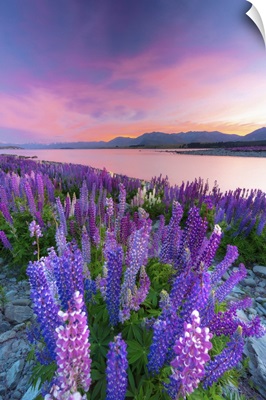 Lupins In Bloom By The Lake At Dawn At Tekapo, New Zealand