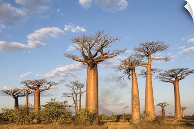 Madagascar, Morondava, Baobabs at sundown