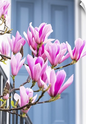 Magnolia Tree In Full Bloom At A House With A Grey Door In Kensington, London, England